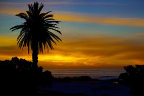 silhouette of palm trees on the coast against the background of yellow clouds during sunset