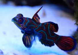 Synchiropus splendidus, the mandarinfish or mandarin dragonet in water
