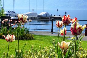 Locarno Tulips Flowers port