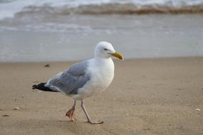 Bird Sea Beach