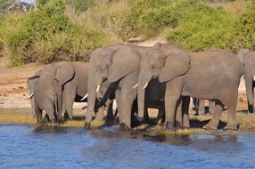 group of elephants in Botswana, Africa