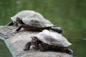 Turtle Water Aquatic Animals