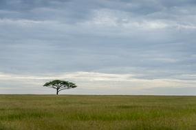 tree on a green field in Africa