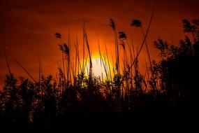 shining sun in reed silhouettes at dusk