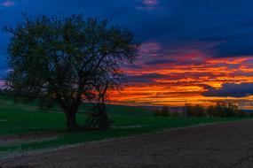 Sunset Tree Landscape