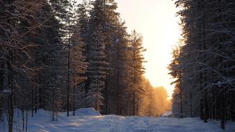 Winter Forest Path