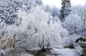 Pasture Wintry Snowy