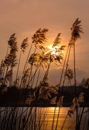 Close-up of the beautiful plants, near the lake, at colorful and beautiful sunset, among the clouds