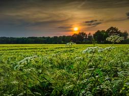 Beautiful landscape of the field with green plants, among the trees, at beautiful and colorful sunset