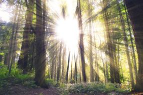 bright sun rays in the forest landscape