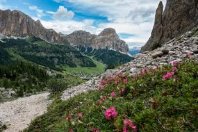 flowers in the hills in the mountains