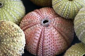 Sea ââUrchin Skeletons Texture decoration
