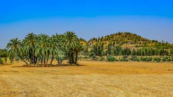 Landscape of Nature Trees