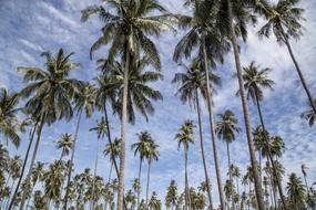 tropical palms, blue sky, clouds