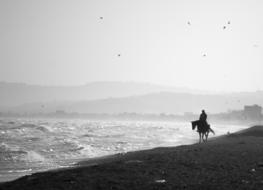 Horse Beach White Black