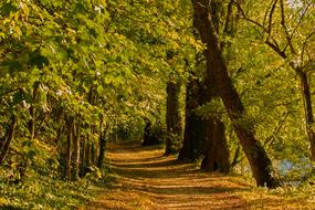 Forest Path Autumn