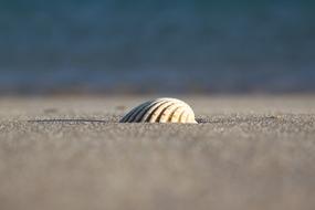 Sea Sand Seashell