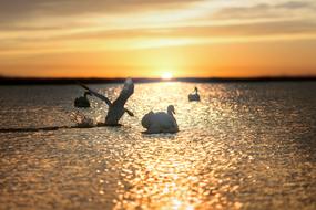 Sunset Swan Waters