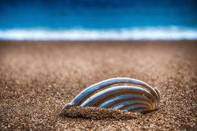 Beach Sand Shell