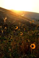 Sunset Sunrise Landscape