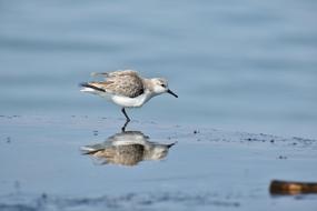 bird Animal at Sea Beach