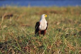 Wildlife Bird at Nature