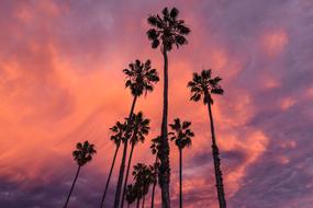 Plants Palm Trees at pink and purple sky