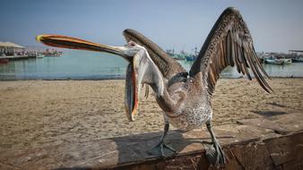 A Hungry Seabirds The Sea