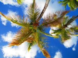 Palm Tree at Sky