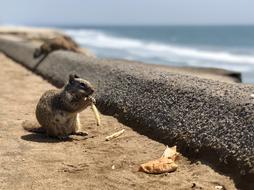 rodent on the seaside on a blurred background
