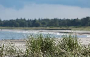 reed on Lake Sand Beach