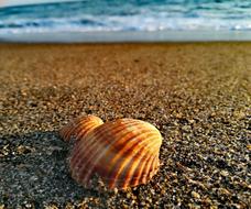 two red Seashells on grey sand Beach at evening