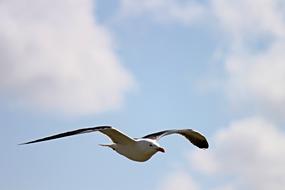 Seagull Flying at sky