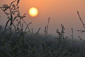 Beautiful grass in fog, at colorful and beautiful sunrise