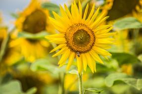 Sun Sunflower Yellow