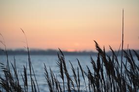 North Sea Reed at Sunset