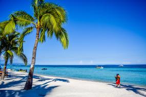 Coconut Palms on Tropical Beach