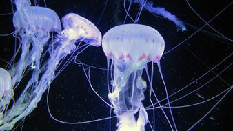 Jellyfish Sea Animals in Aquarium
