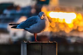 Seagull at Hamburg Port