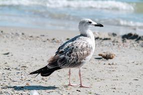 Sea Gull Seagull on beach