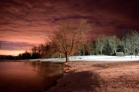 Lake Trees at Winter