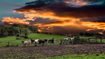 Horses at sunset Red Sky