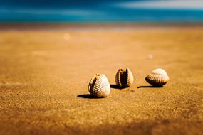 three seashells on a sandy beach