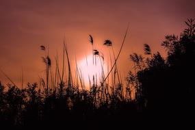 Beautiful landscape with silhouettes of the reeds, at colorful and beautiful sunset among the clouds