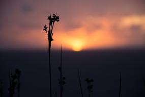 Sunset Flower