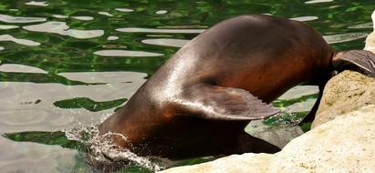 Seal Sea Lion Water