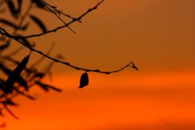 Silhouette Lights Sunrise