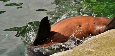 Seal Sea Lion at Water