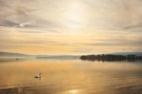 swan on the lake at sunset