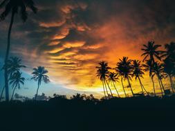 dramatic sunset over silhouettes of palm trees
